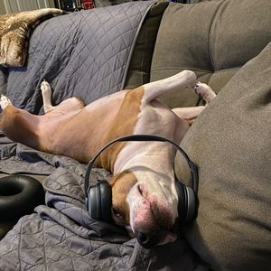 Meet your Posher, Bruce